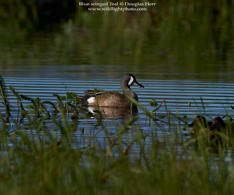 Blue-winged Teal - Douglas Herr