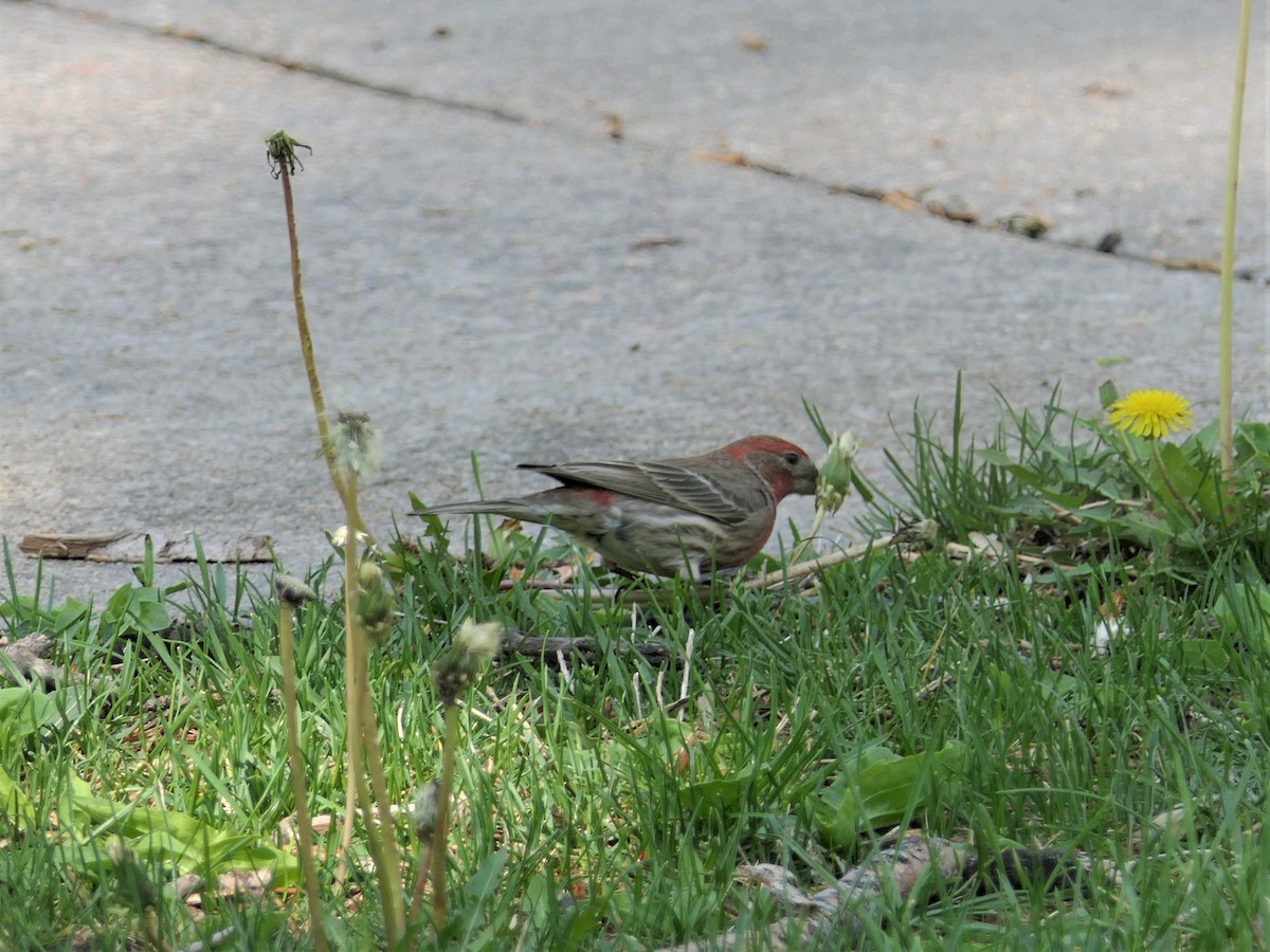 House Finch - ML450086261