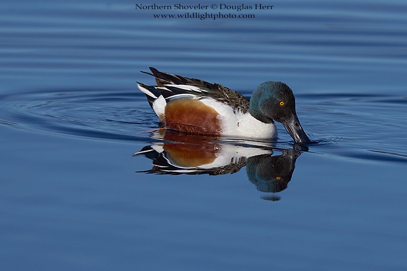 Northern Shoveler - ML450086321