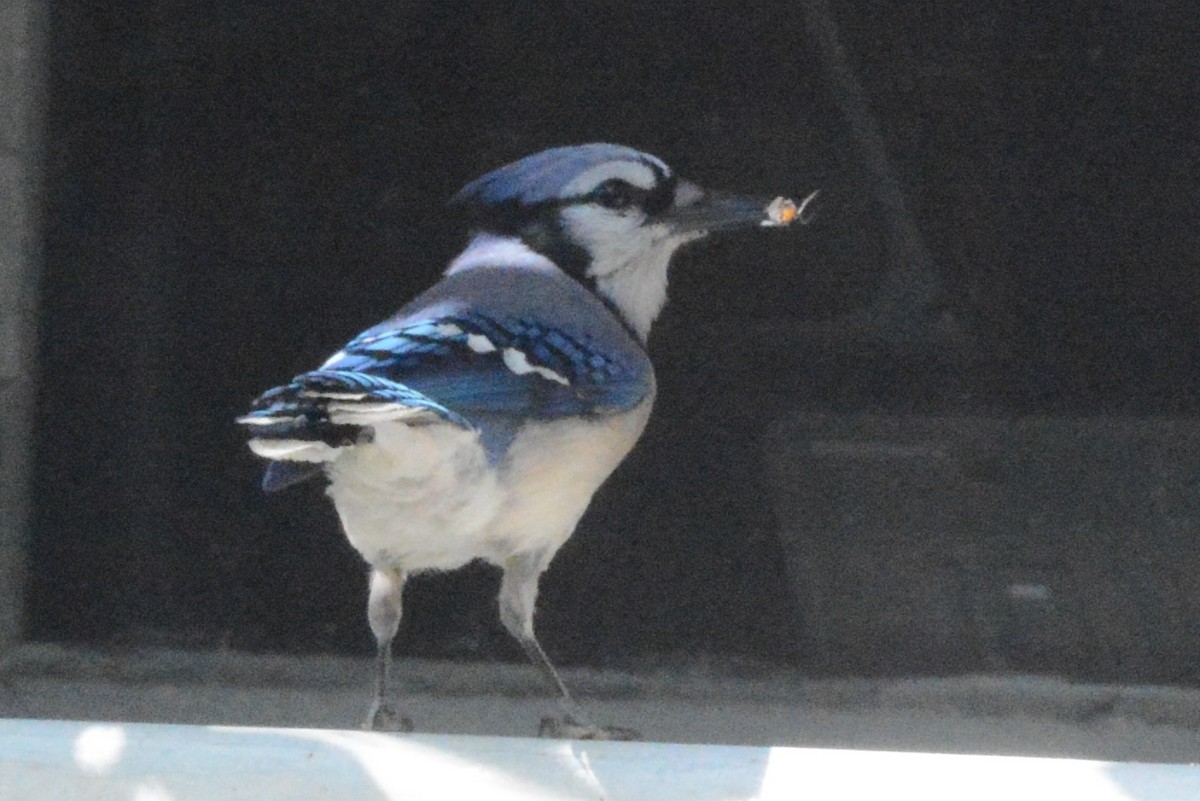 Blue Jay - ML450086381