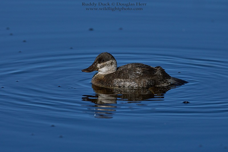 Ruddy Duck - Douglas Herr
