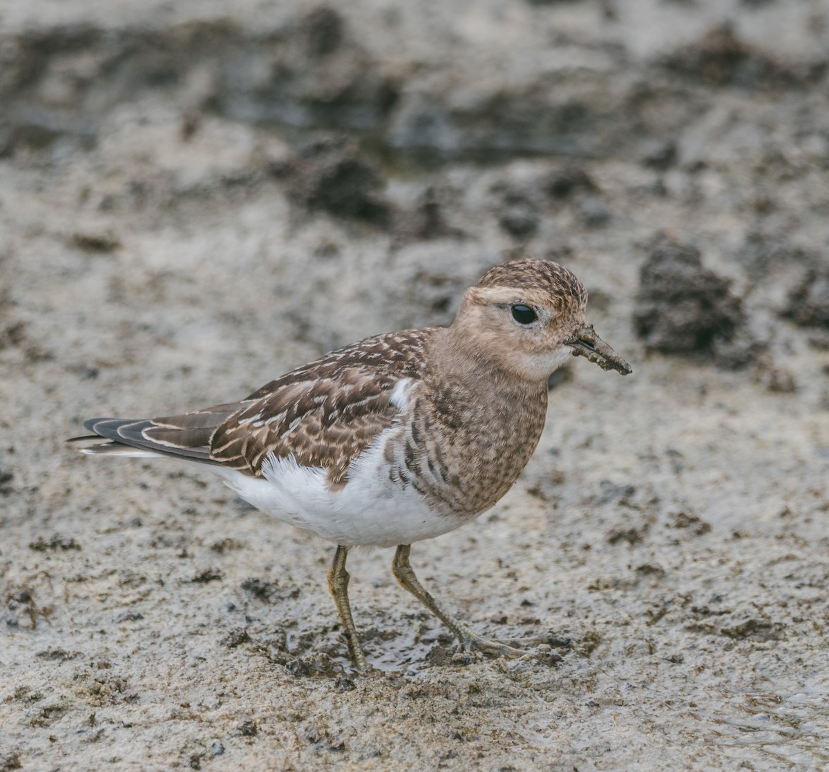 Rufous-chested Dotterel - ML450086791