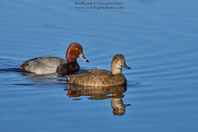 Redhead - ML450087121