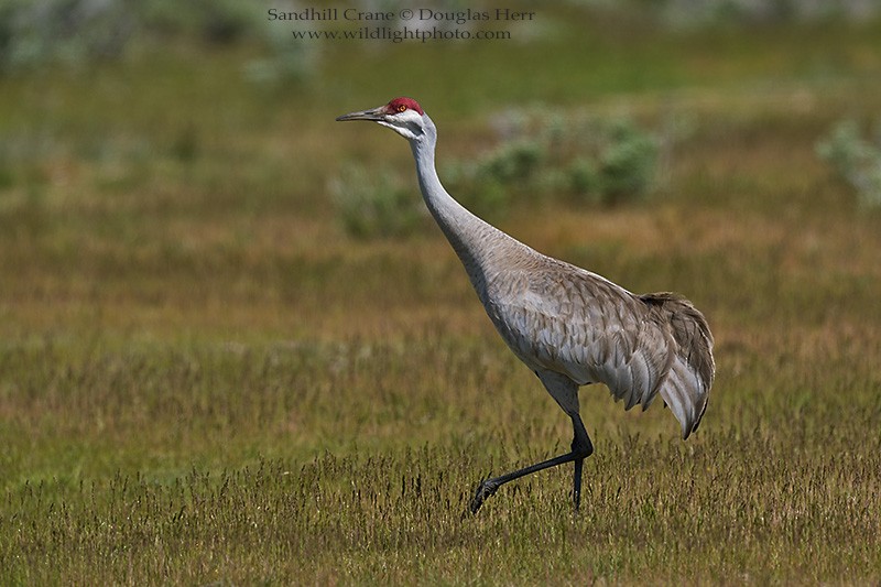 Sandhill Crane - Douglas Herr