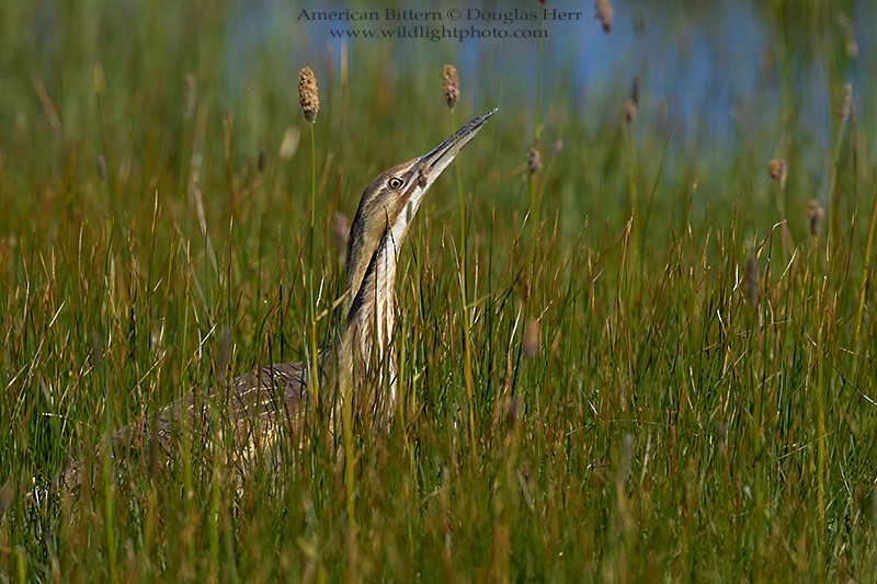 American Bittern - ML450087751