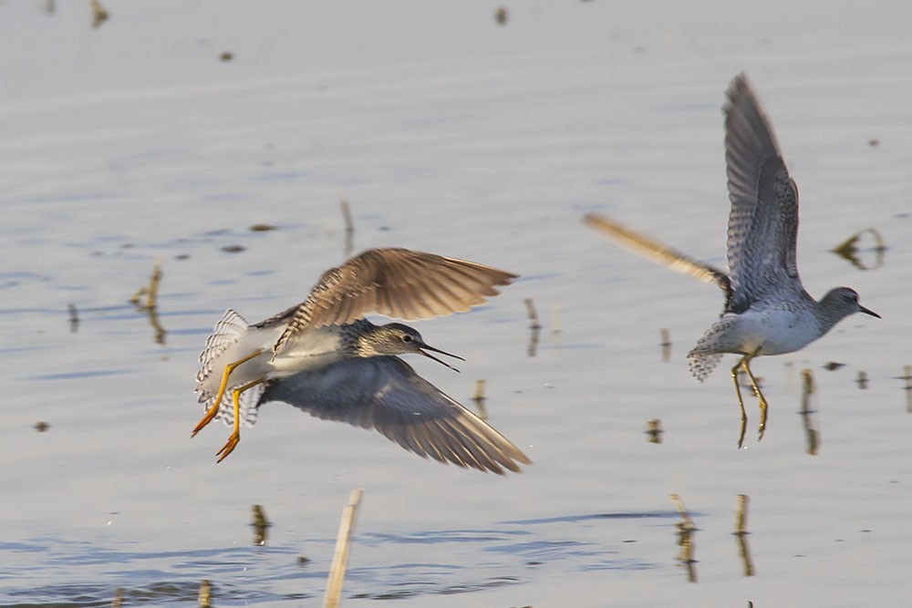 Lesser Yellowlegs - ML450087901