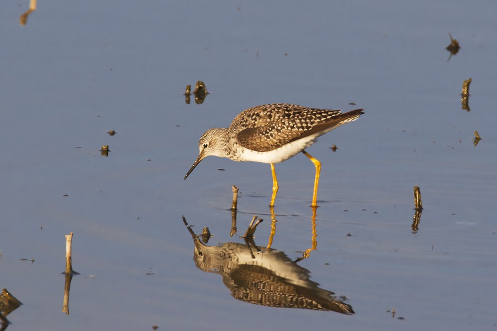 Lesser Yellowlegs - ML450087921