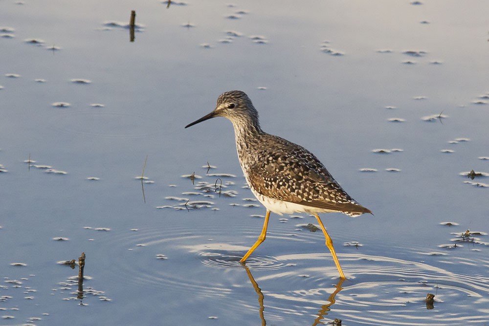 Lesser Yellowlegs - ML450087931