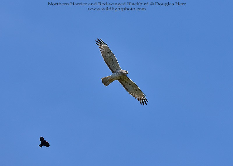 Northern Harrier - ML450087991