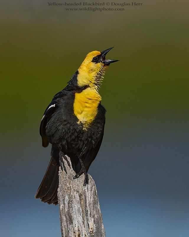 Yellow-headed Blackbird - Douglas Herr