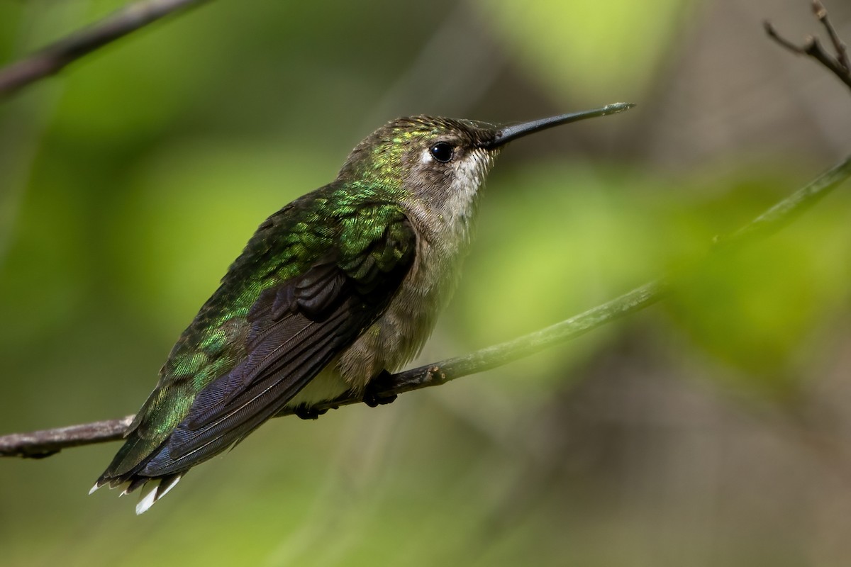 Ruby-throated Hummingbird - ML450088521