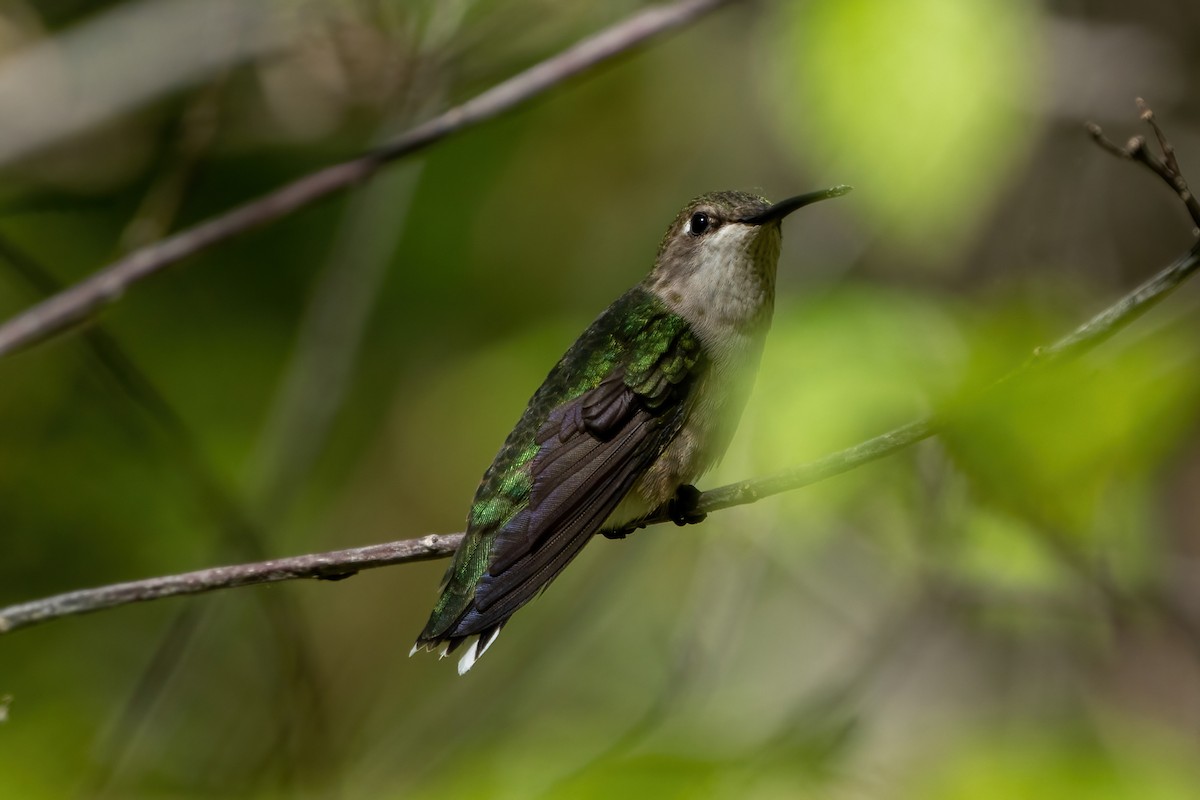 Ruby-throated Hummingbird - ML450088531