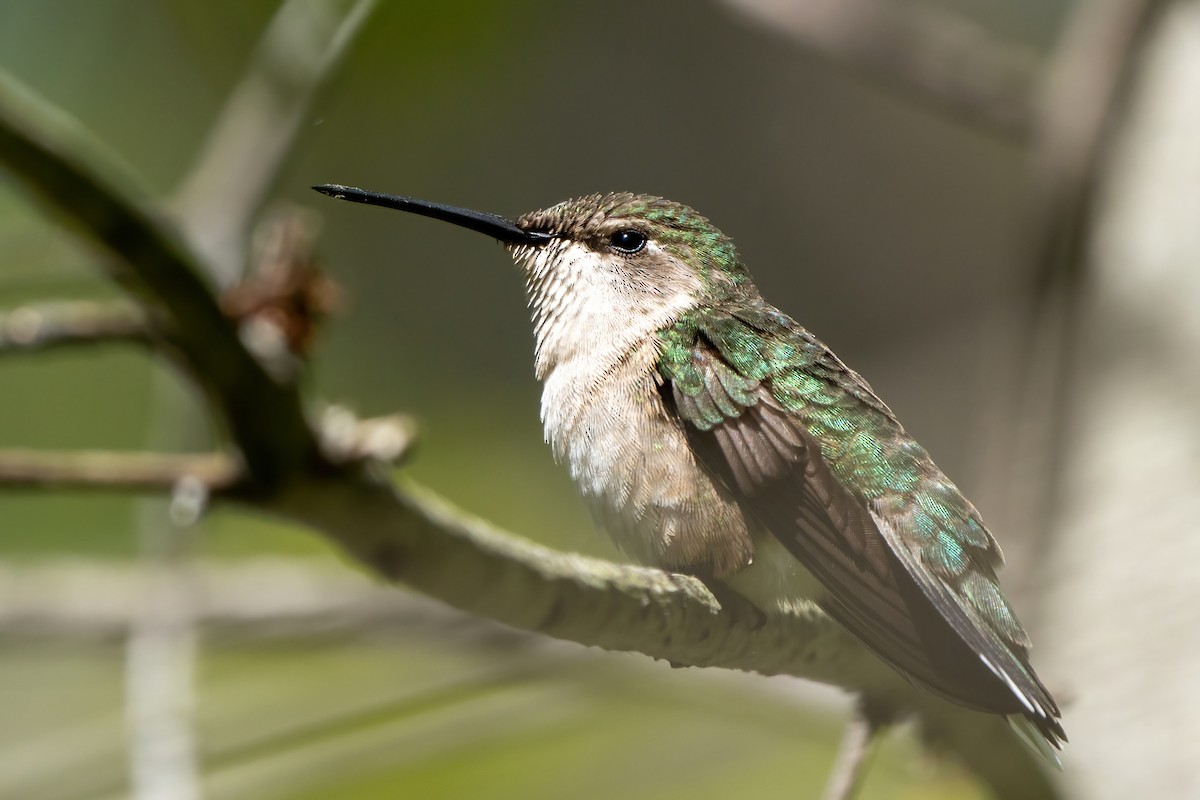 Ruby-throated Hummingbird - ML450088551