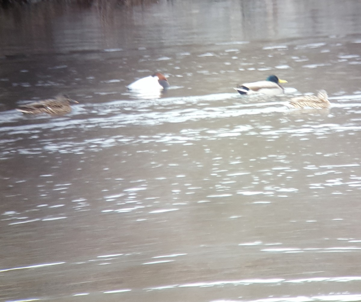 Canvasback - ML45008911