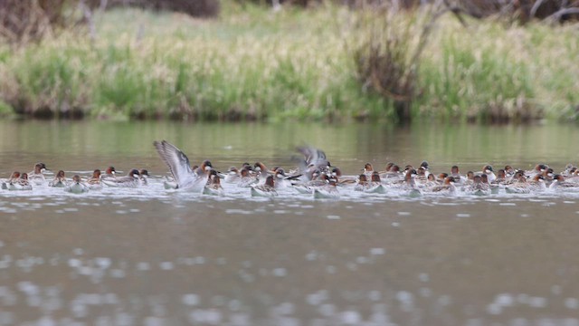 Red-necked Phalarope - ML450089661