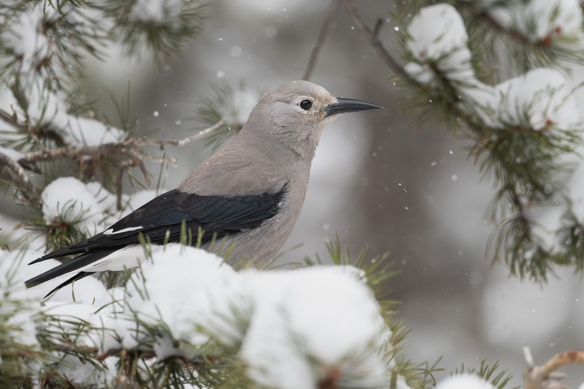 Clark's Nutcracker - ML450090601