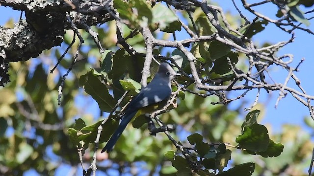 Gray Silky-flycatcher - ML450090641