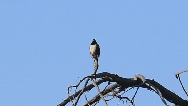 Spotted Towhee - ML450090741