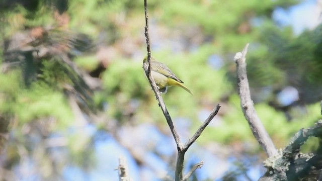 Hepatic Tanager - ML450090751