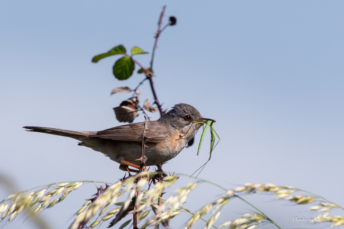 Western Subalpine Warbler - Humberto Matos