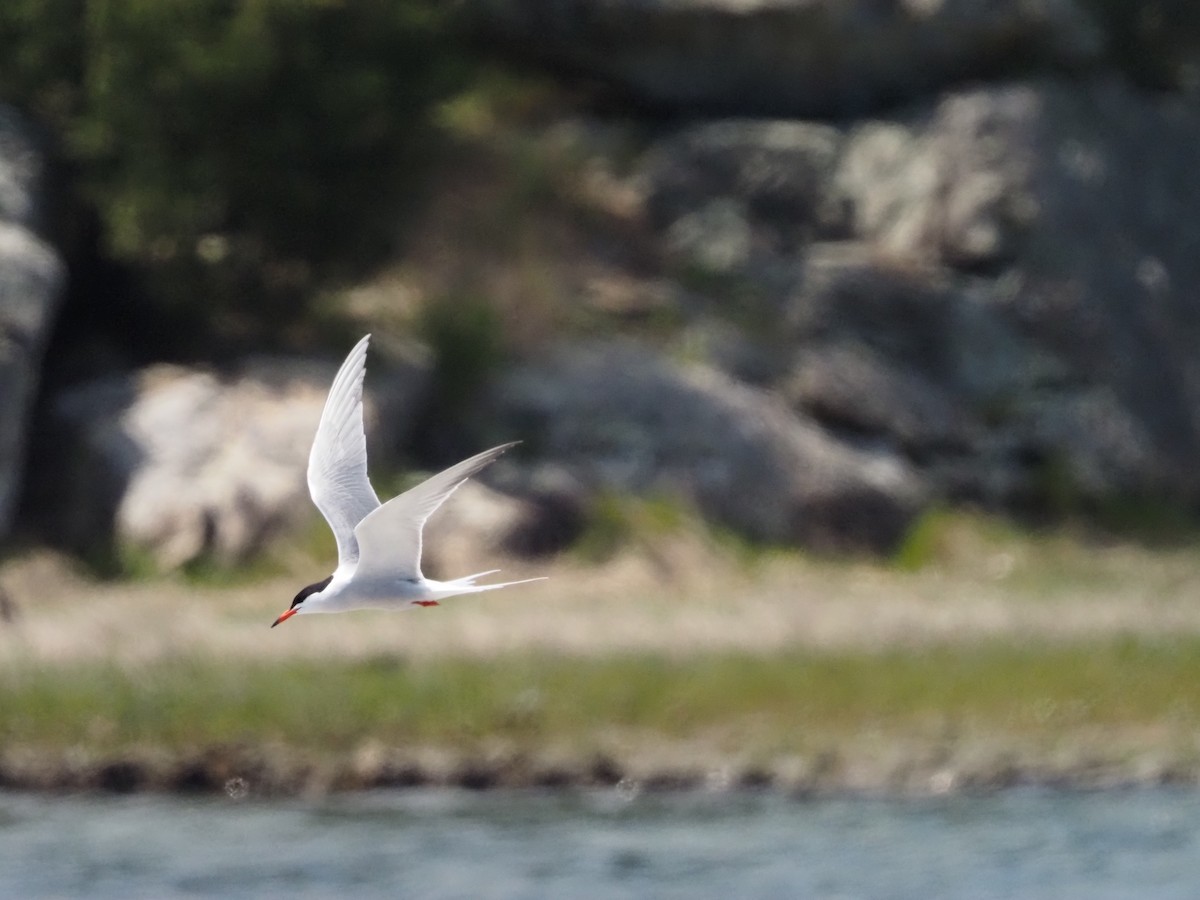 Common Tern - ML450093561