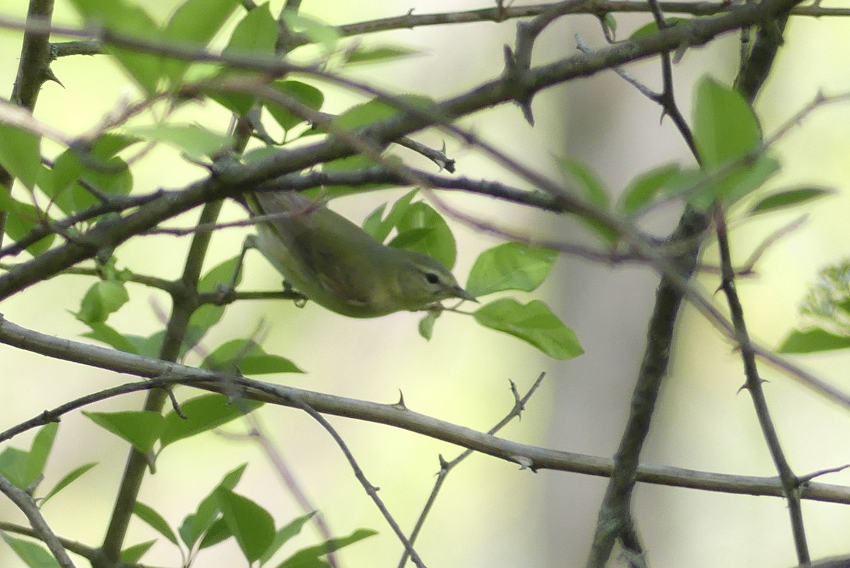 Tennessee Warbler - ML450094081