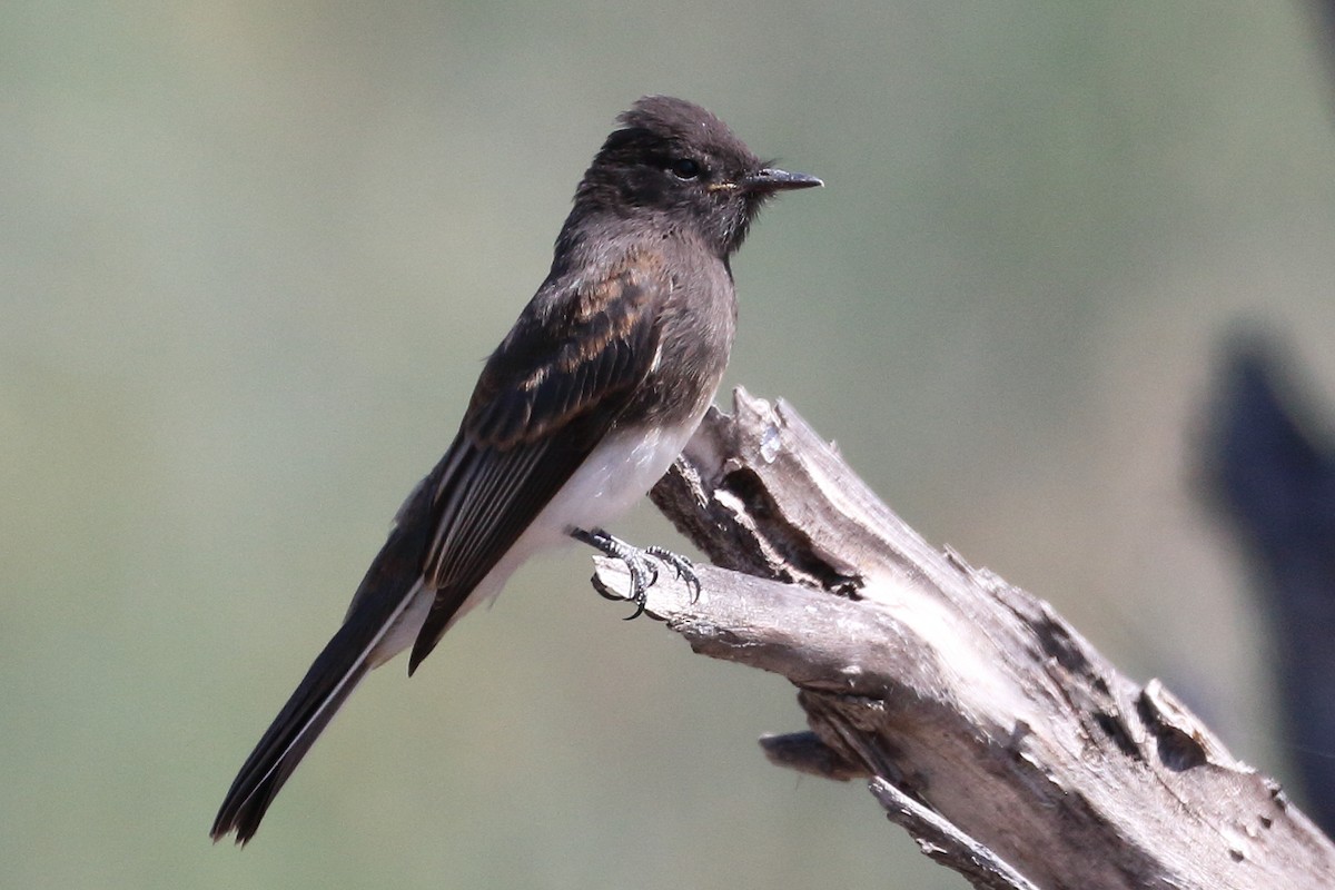 Black Phoebe - ML450095851