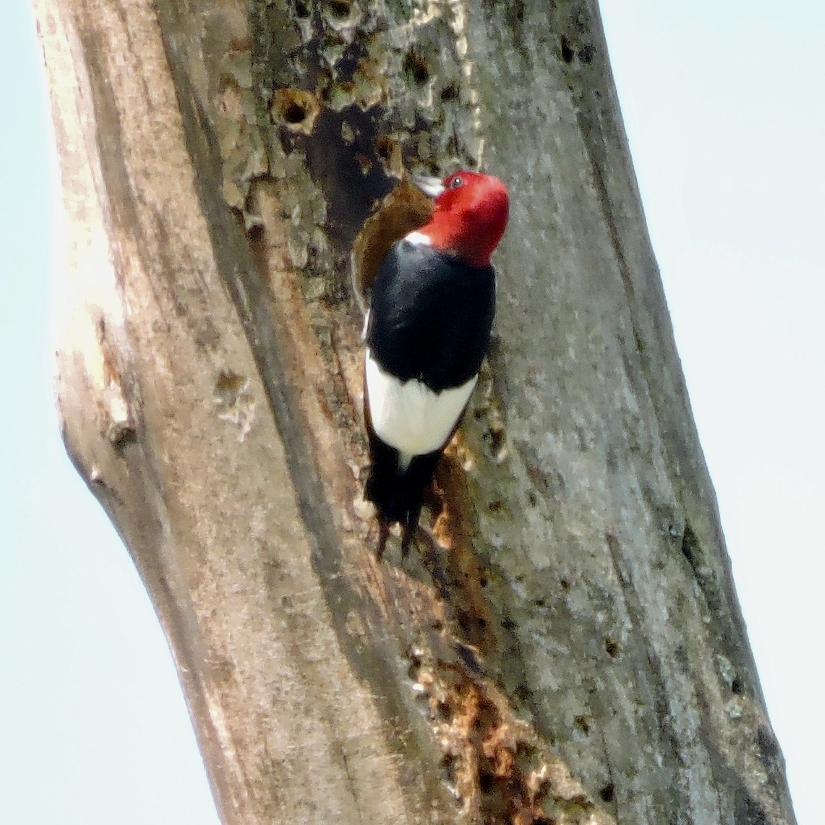 Red-headed Woodpecker - ML450096431