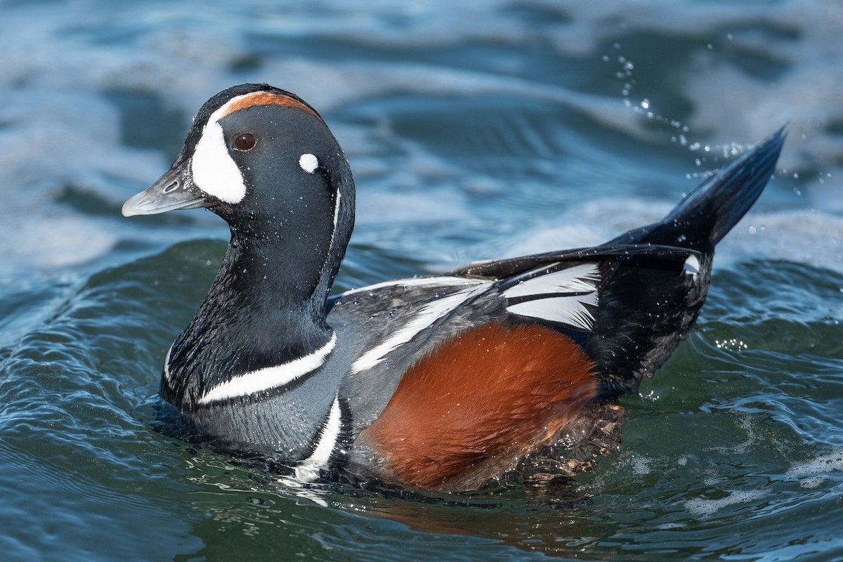 Harlequin Duck - ML450097501