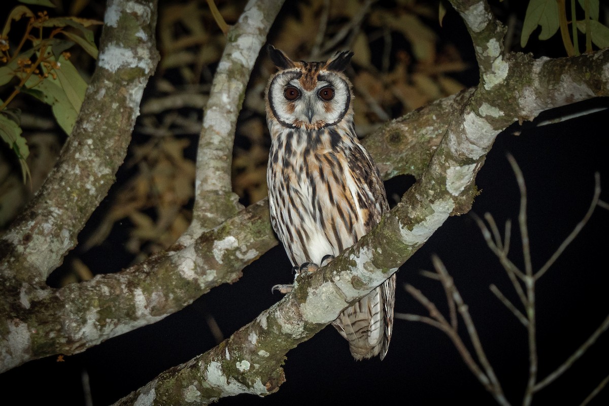 Striped Owl - ML450097851