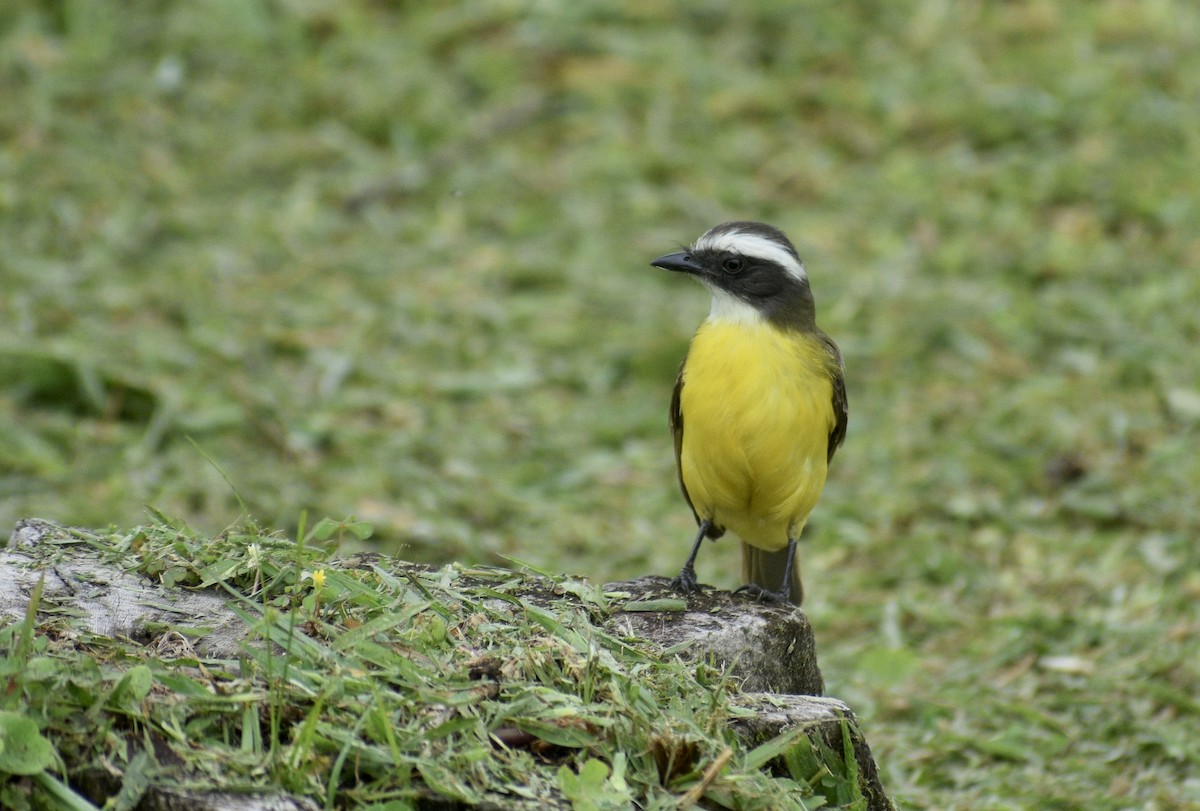 Social Flycatcher - ML450097861