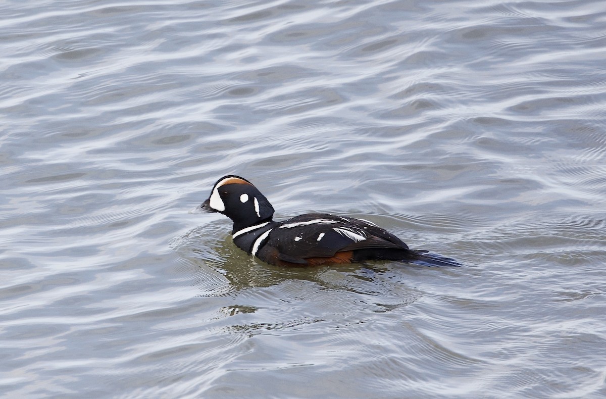 Harlequin Duck - ML450098531