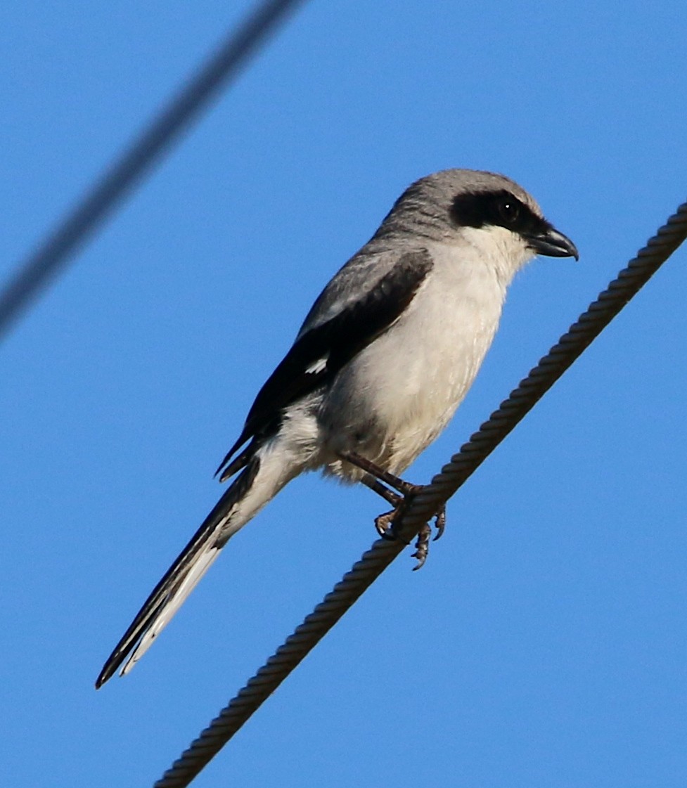 Loggerhead Shrike - ML450098541