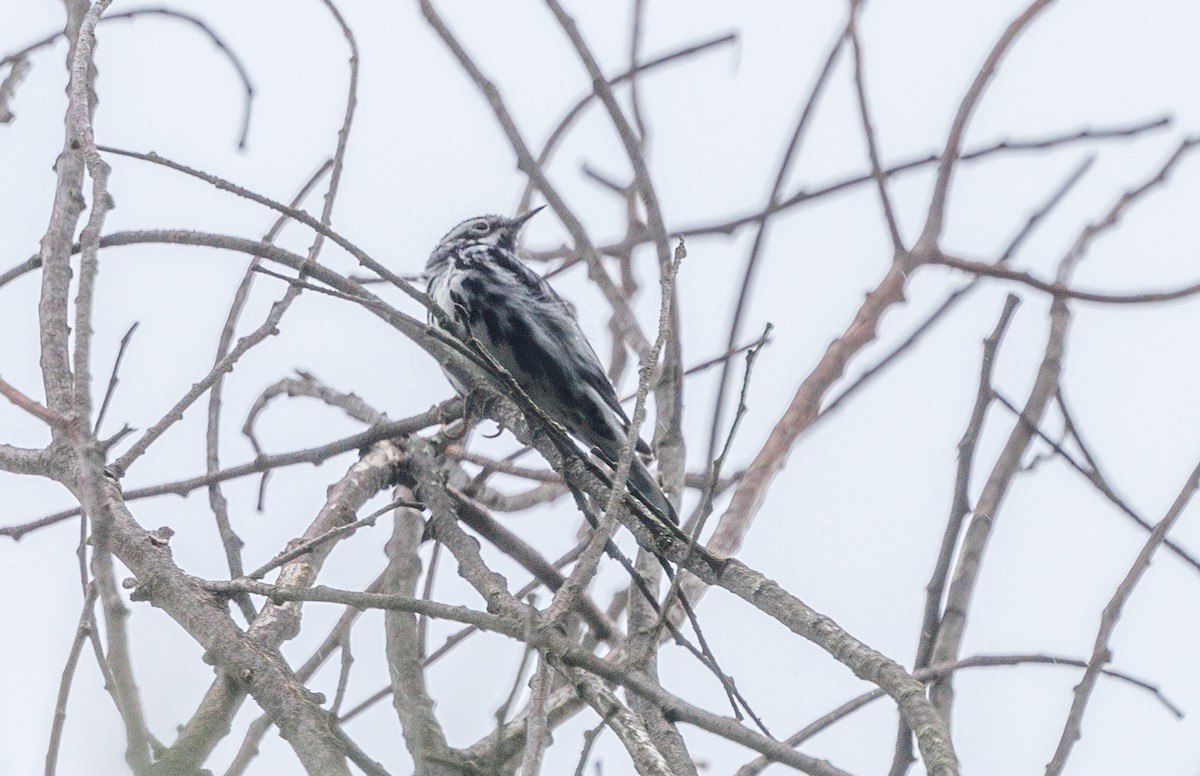 Black-and-white Warbler - ML450098561