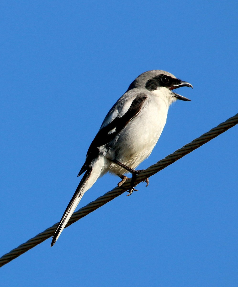 Loggerhead Shrike - ML450098581