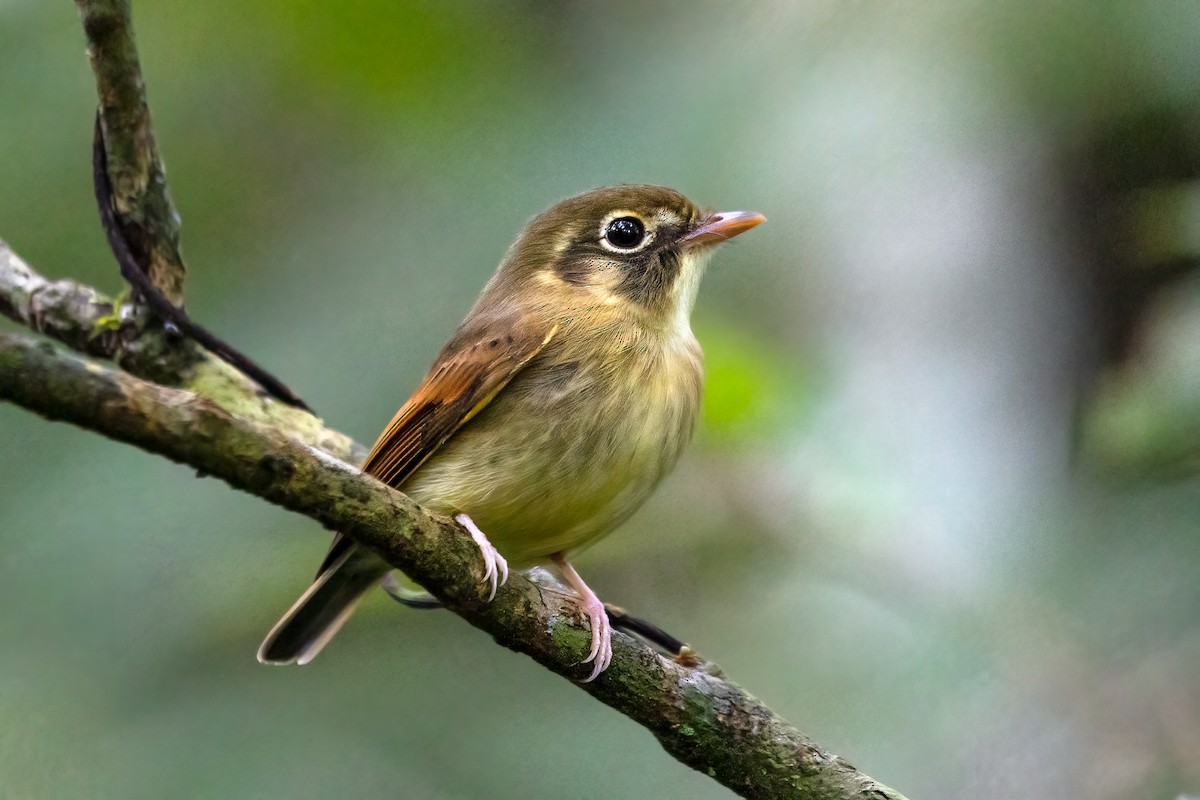 Russet-winged Spadebill - ML450098811