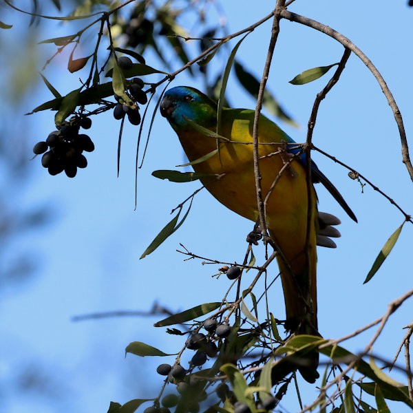 Turquoise Parrot - Michael Dahlem