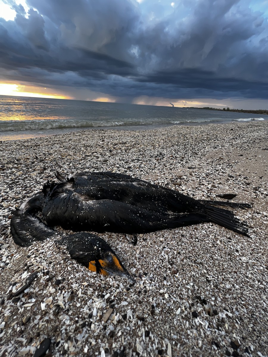 Double-crested Cormorant - ML450100631