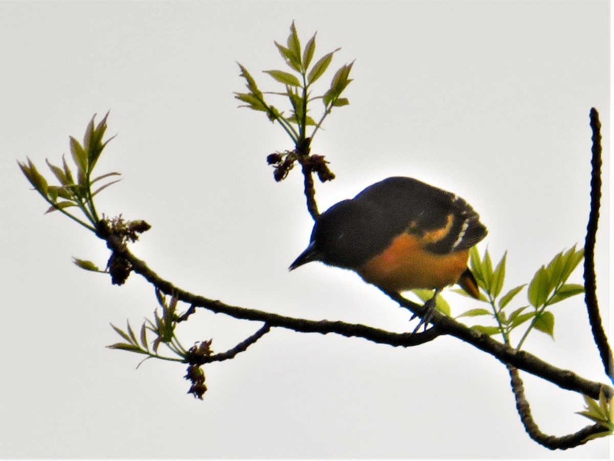 Oriole de Baltimore - ML450101101