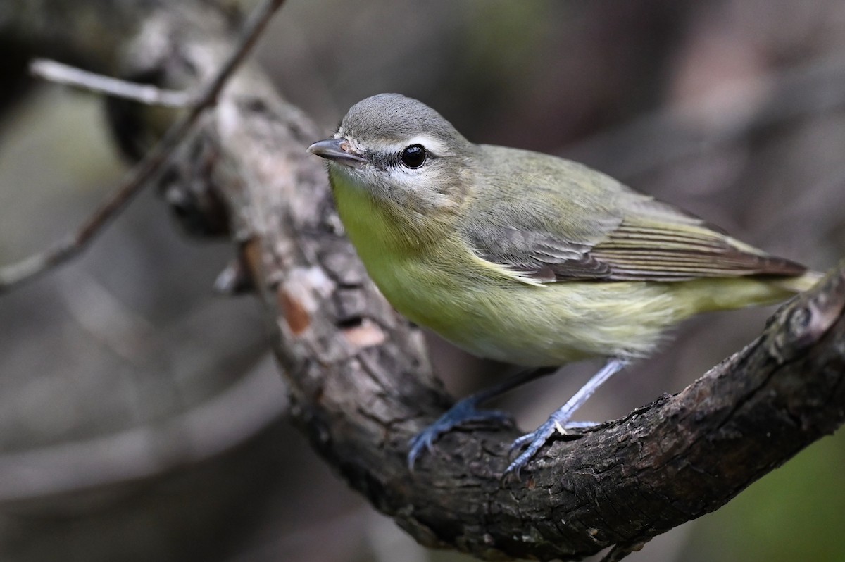Philadelphia Vireo - ML450102651
