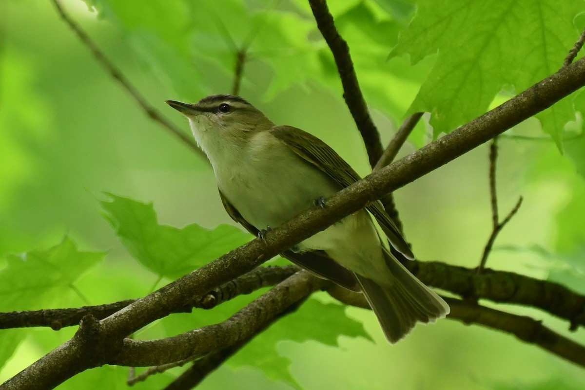 Red-eyed Vireo - ML450104321