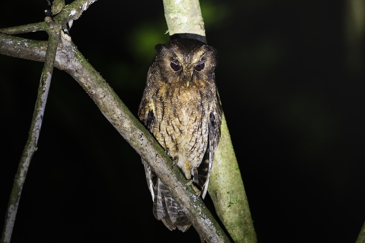 Rufescent Screech-Owl - ML450104381