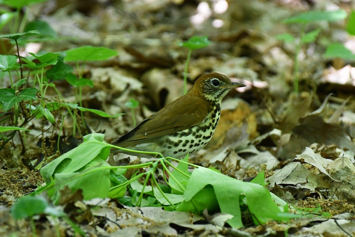 Wood Thrush - ML450104471