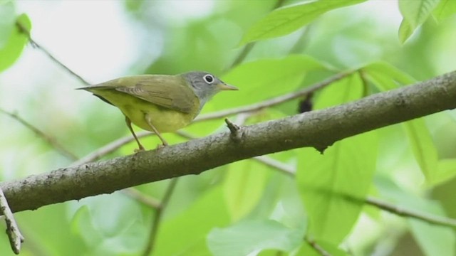 Connecticut Warbler - ML450104871