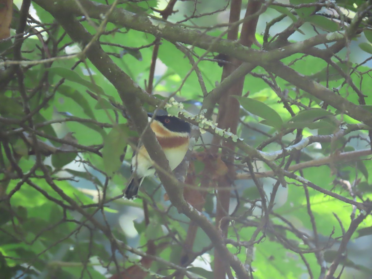 Malawi Batis - Santie McCracken