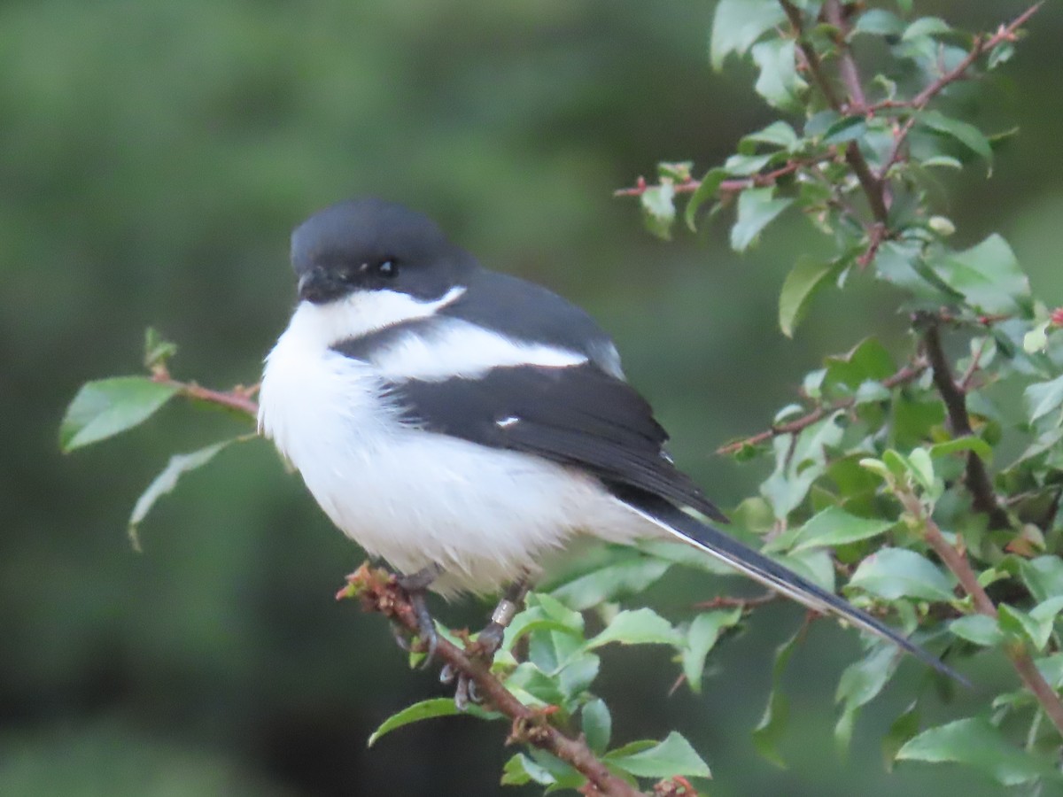 Northern Fiscal - ML450107751