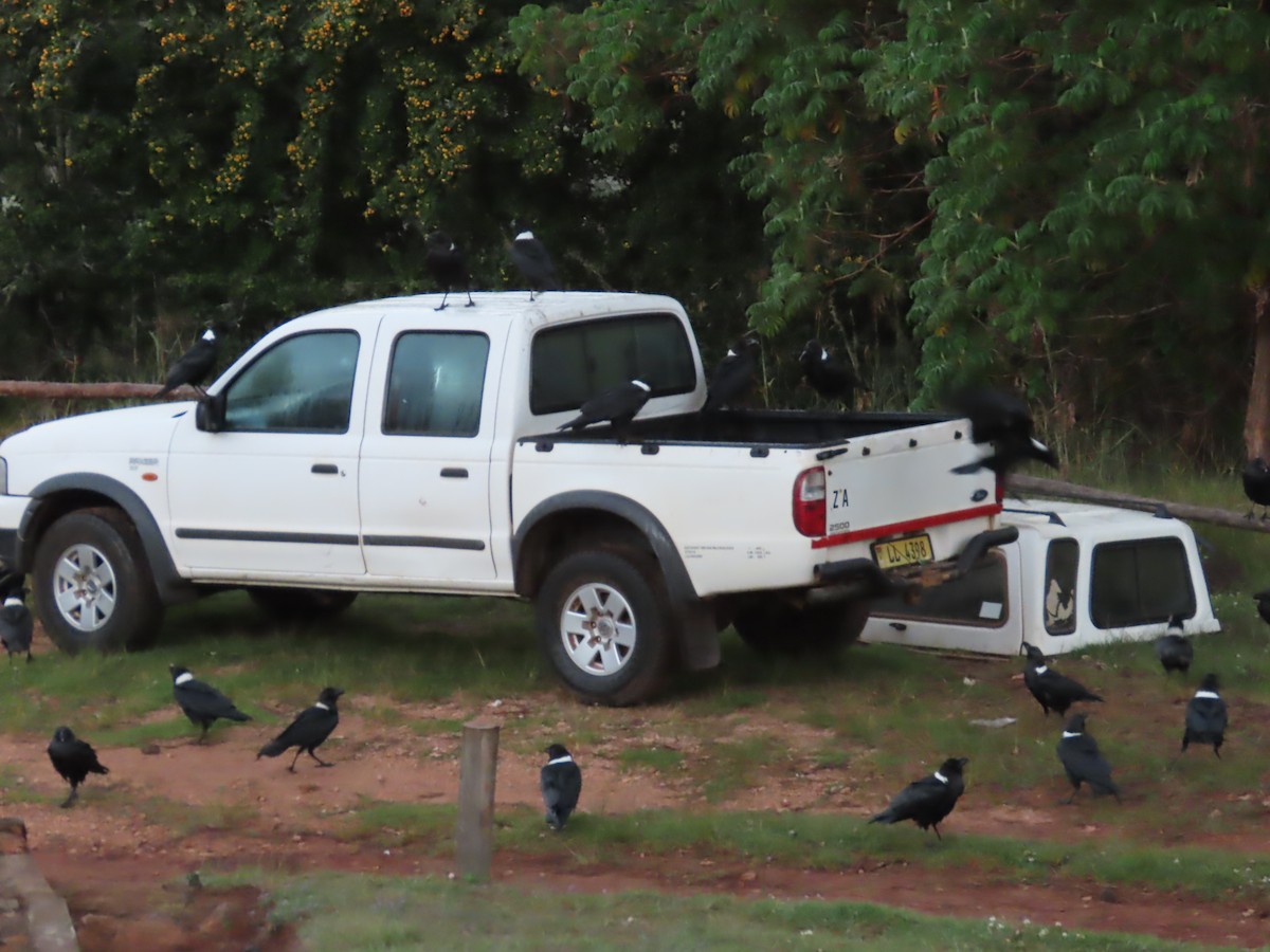 White-necked Raven - ML450107921