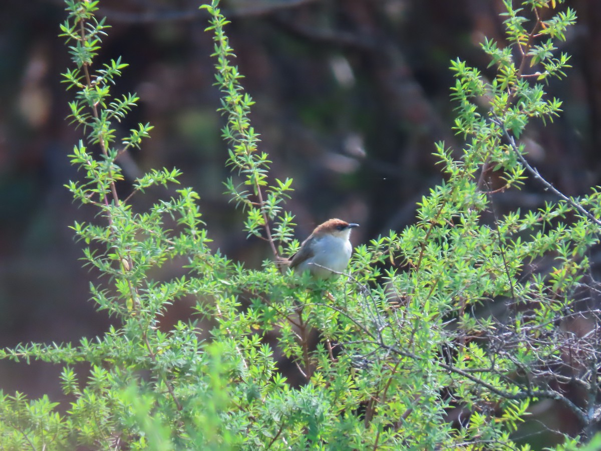 Black-lored Cisticola - ML450108551