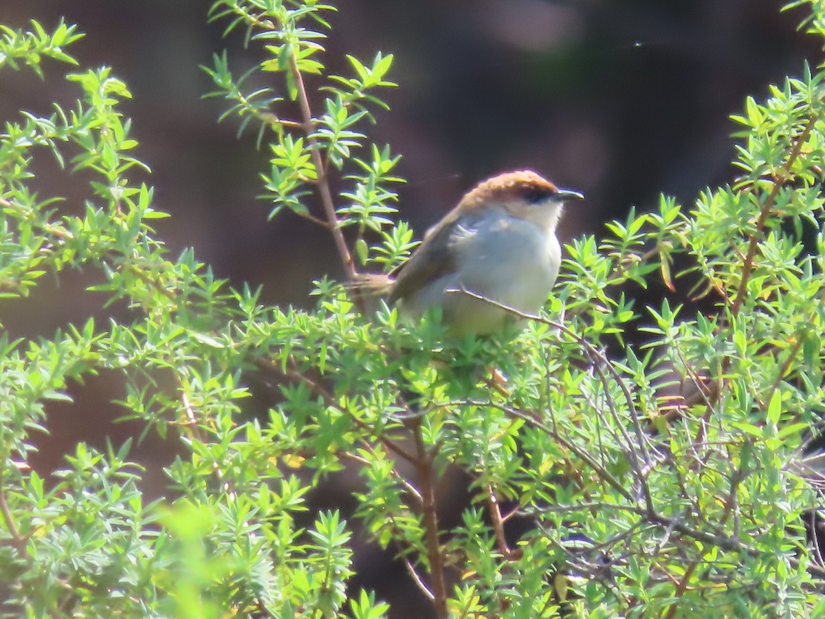 Black-lored Cisticola - ML450108611