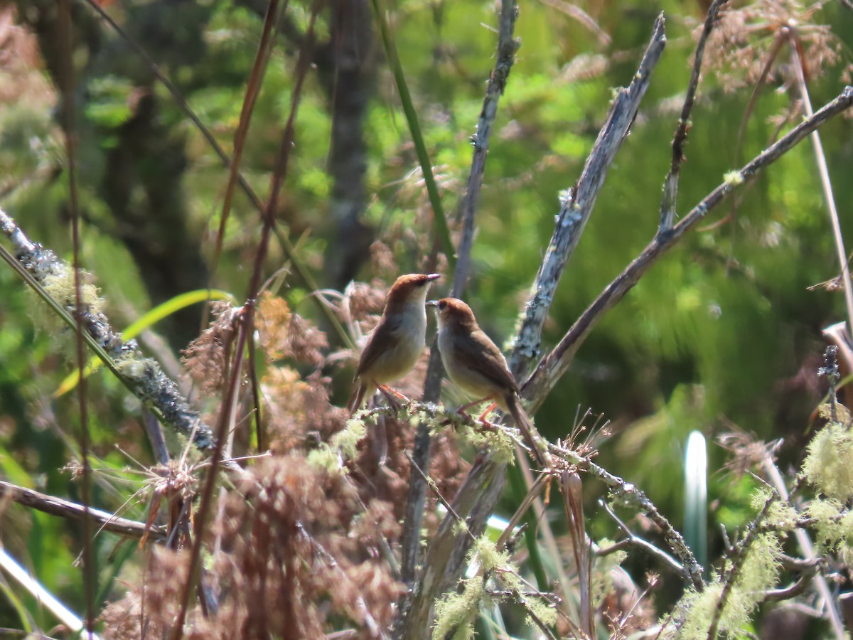 Black-lored Cisticola - ML450108691
